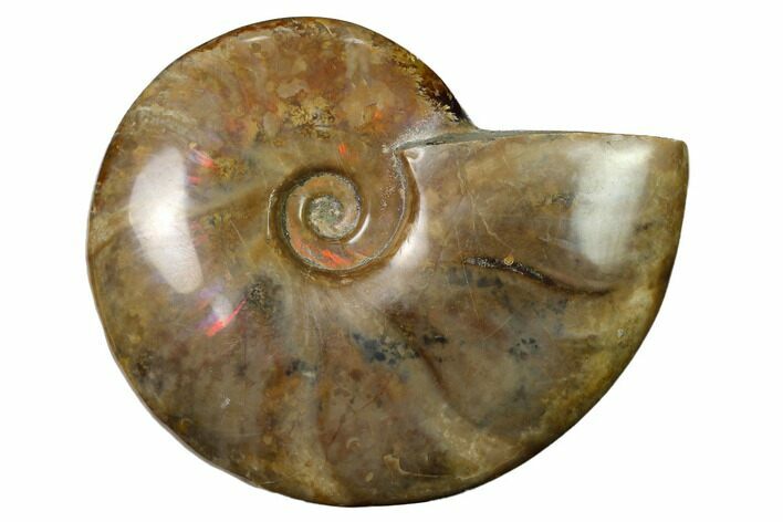 Flashy Red Iridescent Ammonite #155189